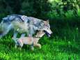 WWF wil financiële en technische steun voor boeren: "Mens en wolf kunnen samenleven"