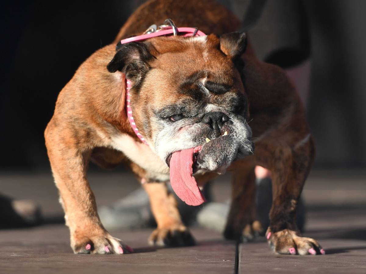 Dit is Zsa Zsa, de lelijkste hond ter wereld | Bizar | gelderlander.nl