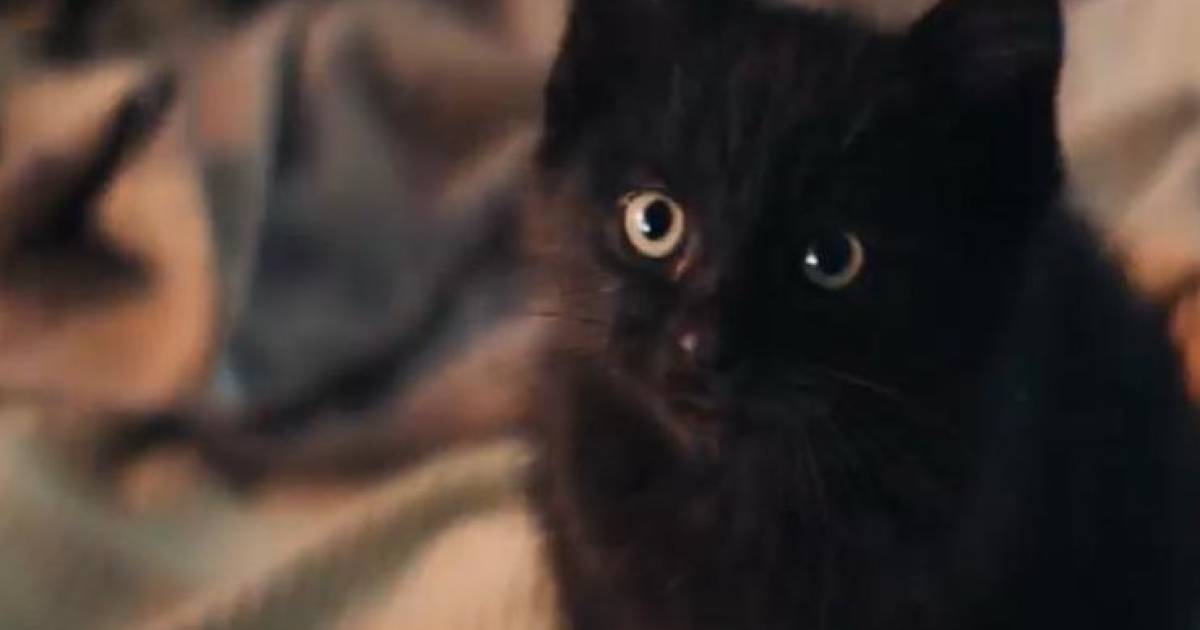 Zwart Adoptiekatje Frummel Wint Gouden Loeki Show Ad Nl