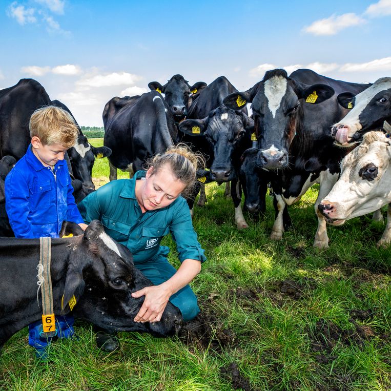 Daisy Cruijsen en de 5-jarige Stach bekijken de gesteldheid van koe 67. Deze koeien van de EKo boederij in Dreumel leveren melk aan Eko Holland. Beeld Raymond Rutting