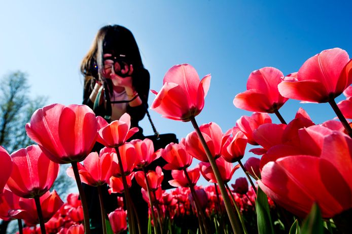 Een toeriste zet de bloemenvelden in Lisse op de foto.