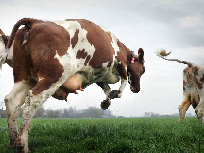 Voorlopig nog geen dansende koeien in de weilanden: ‘Ik verwacht niet dat het voor eind april gebeurt’