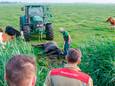 De koe werd uitgeput op het droge getrokken door een tractor.