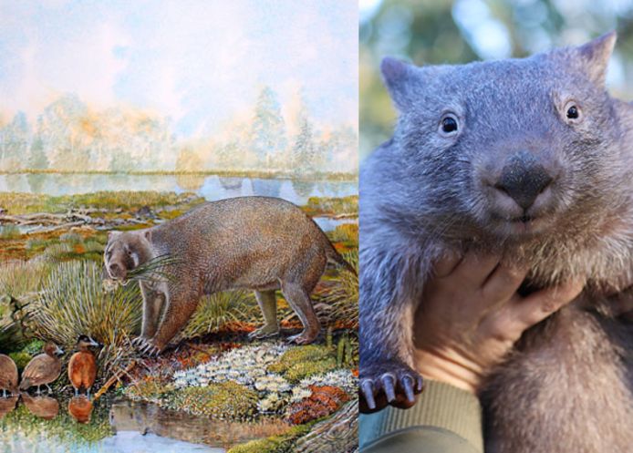 De Mukupirna nambensis en de wombat