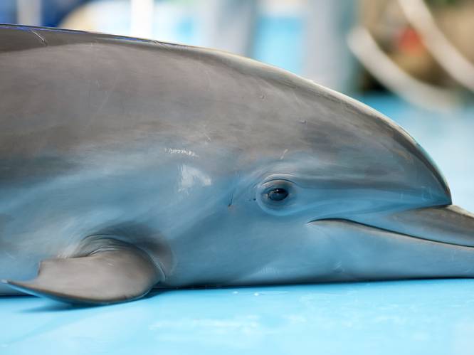 Frankrijk moet vissen op sommige plaatsen verbieden omdat dolfijnen "ernstig gevaar lopen uit te sterven”