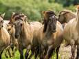 Konikpaarden verlaten vangweide Oostvaardersplassen