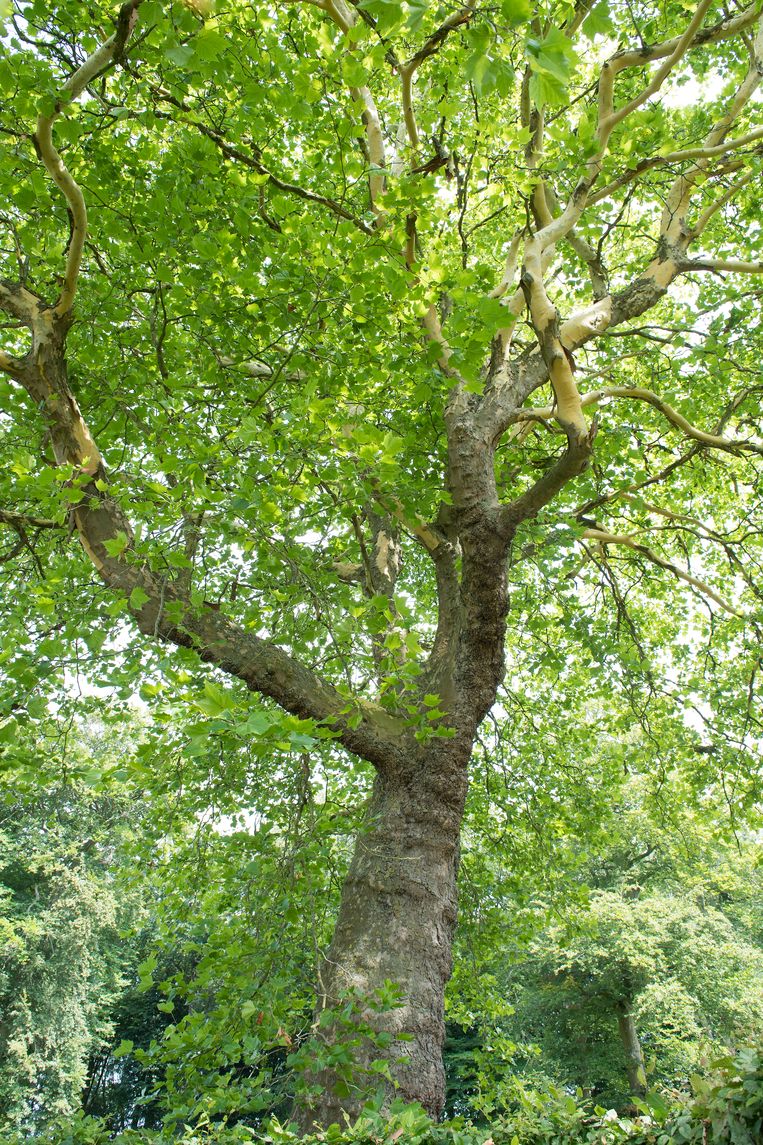 null Beeld Hans Menop / SBNL Natuurfonds