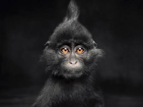 Kruip met je neus tot dicht bij de indringende dierenportretten van Vincent Lagrange in Oisterwijk