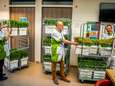 Met 30.000 tulpen roepen deze ondernemers anderen op tulpen uit te delen bij ziekenhuizen en verpleeghuizen