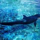 'Toestand orka niet levensbedreigend meer'