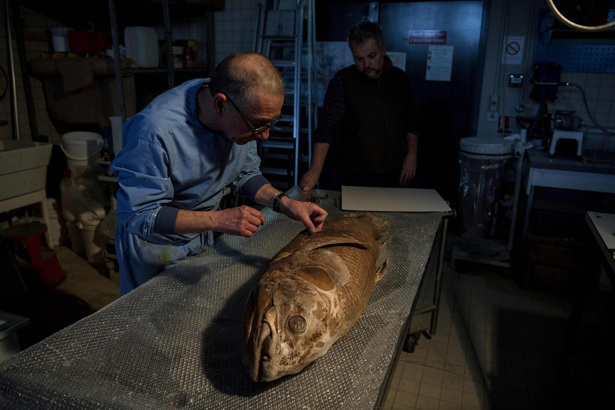 Kolakanth photo by Agence France-Presse