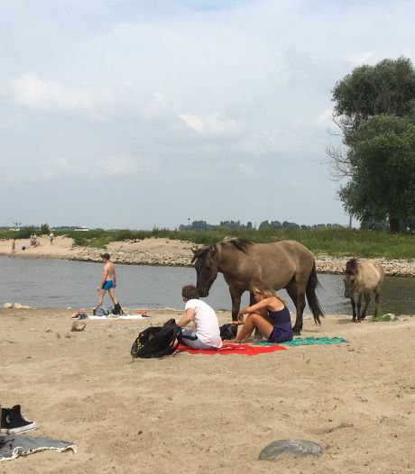 Paarden verjagen zonnebaders van Waalstrand: ‘Hij zat anderhalf uur lang bovenop mijn handdoek’