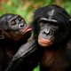 Bonobo's hebben allemaal dezelfde vader