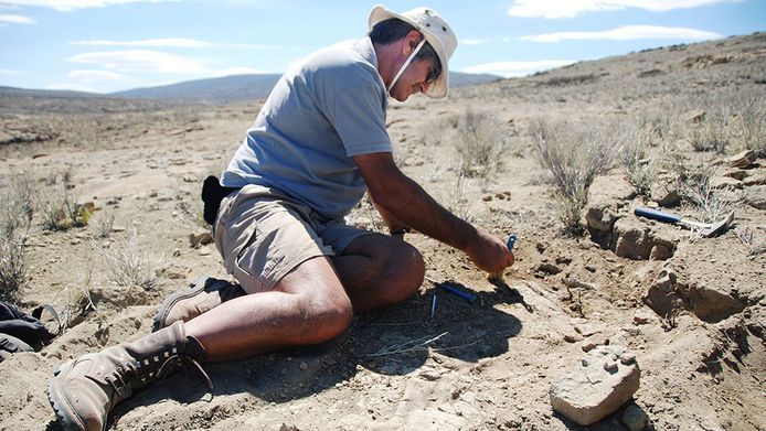 Onderzoeker Rodolfo Coria tijdens de opgravingen van beenderen van de nieuwe dinosaurussoort Elemgasem nubilus.