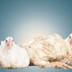Meer kip en minder rund eten is beter voor het klimaat. Maar de kippen betalen een torenhoge prijs