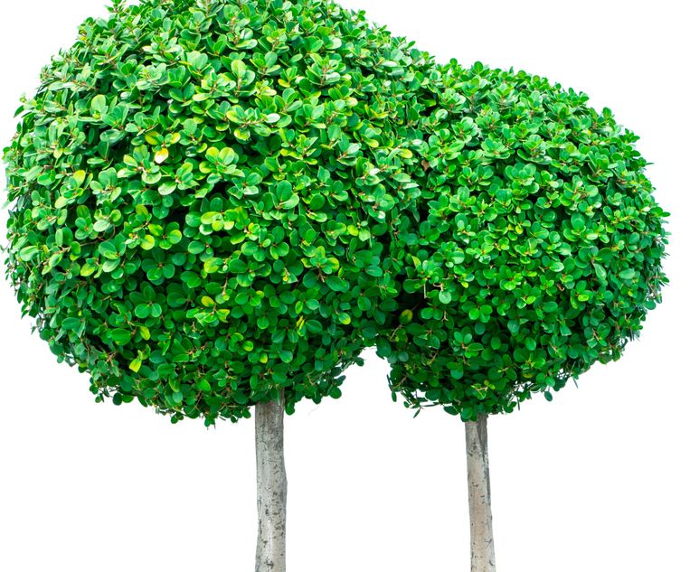 shit Blind vertrouwen Verslagen Wat te doen met twee identieke bomen met groeiverschillen? | Trouw
