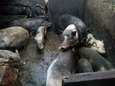 “Nog nooit meegemaakt”: 34 zwaar verwaarloosde hangbuikzwijnen in beslag genomen in Haacht