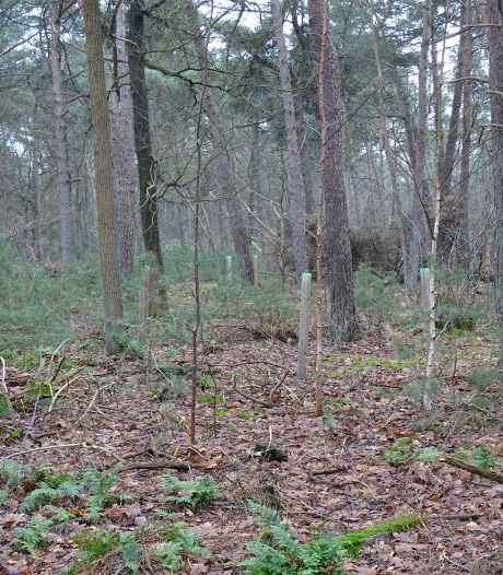Omwonenden eisen recht op koop bosje, maar Tilburg mag grond verkopen aan initiatief voor arme kinderen