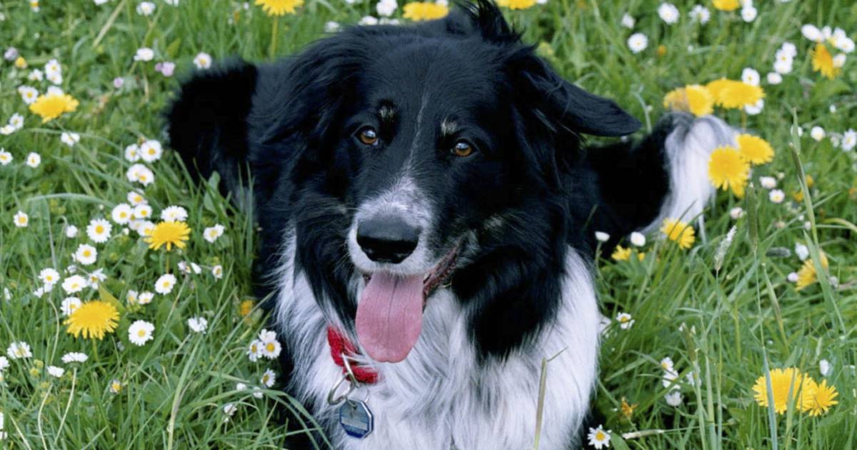 Telefoon asiel roodgloeiend voor verlaten border collie Nieuws AD.nl