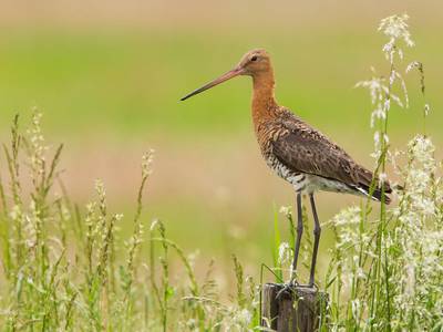 Friese vogelaars strijden voor Europees jachtverbod op kwetsbare weidevogels