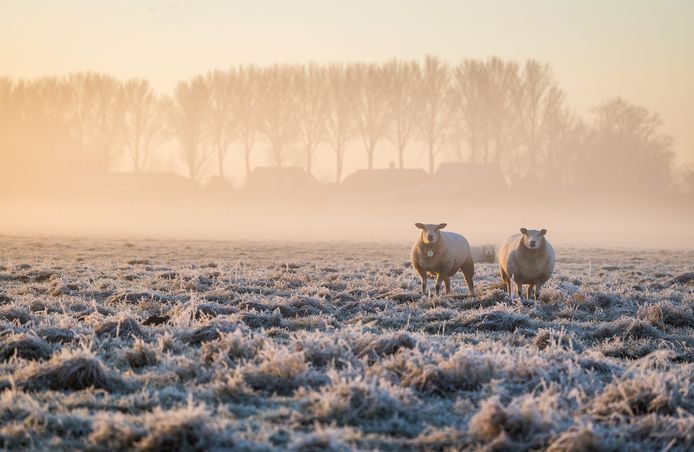 Door temperaturen onder het vriespunt in combinatie met mist kleurde het landschap van het weidevogelgebied Oudeland van Strijen wit.