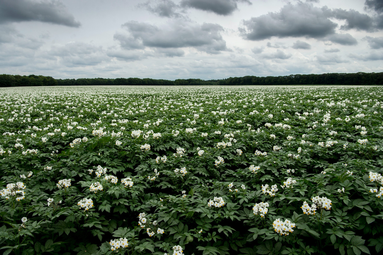 null Beeld Hollandse Hoogte / Corné Sparidaens