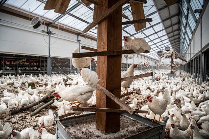 Dit is een voorbeeld van een moderne kippenstal in Nederland.