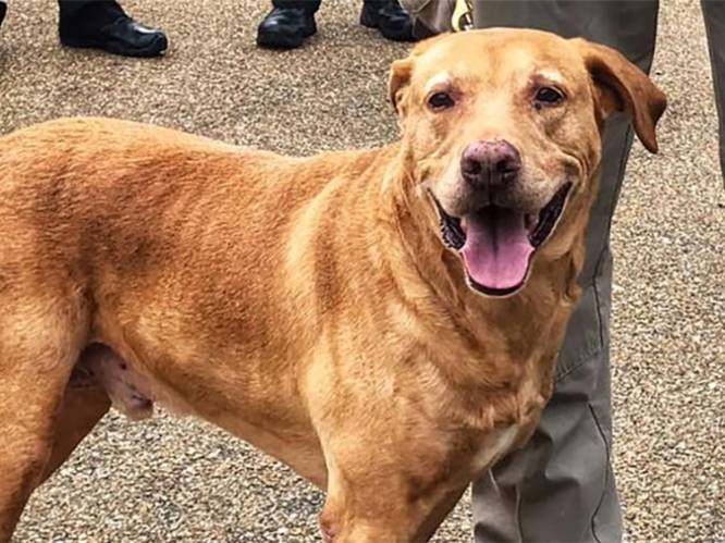 Agent gedegradeerd nadat hij K9-hond in asiel dumpt: “Je doet dit werk normaal gezien net omdat je van honden houdt”