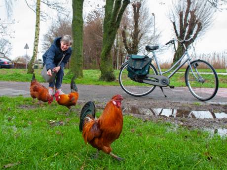 Deze loslopende hanen houden de hele buurt wakker, zelfs binnen één gezin zorgen ze voor discussie