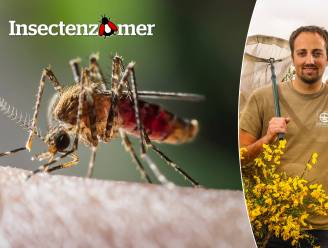 Hoe zou een wereld zonder muggen eruit zien? “Jeukende muggenbeten en vervelend gezoem zijn kleine opoffering voor gezonde natuur”