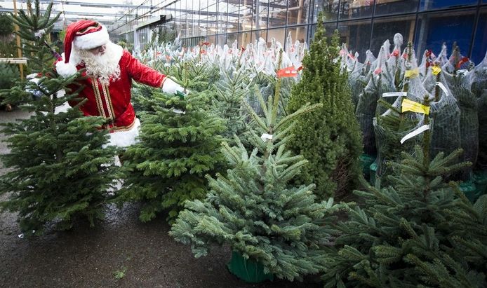 Veilig Weven Van hen Overal kerstbomen te koop | Overig | ed.nl