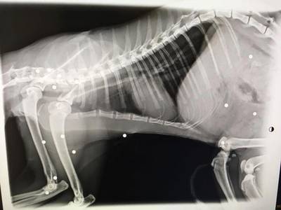 Opnieuw kat doorzeefd met hagel, 25 kogels in lichaam