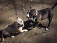 Amersfoortse verdachte van hondengevechten betuigt spijt: ‘Honden zijn haar passie’