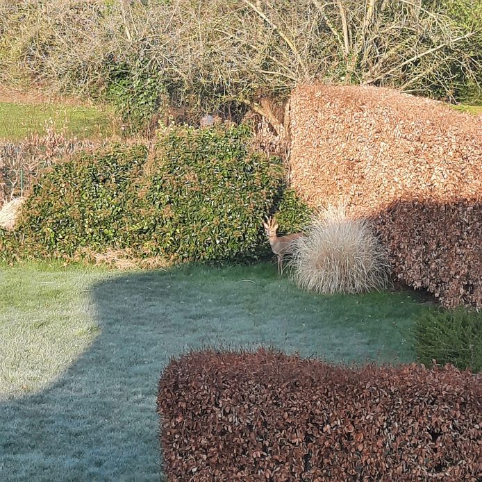 Het hert stak de Putsebaan zonder kleerscheuren over