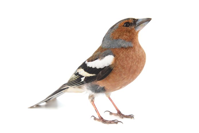 voor de Tuinvogeltelling! Dit zijn meest vogels in jouw tuin | | AD.nl