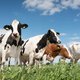 Bij Plus alleen nog maar biologische zuivel in het schap