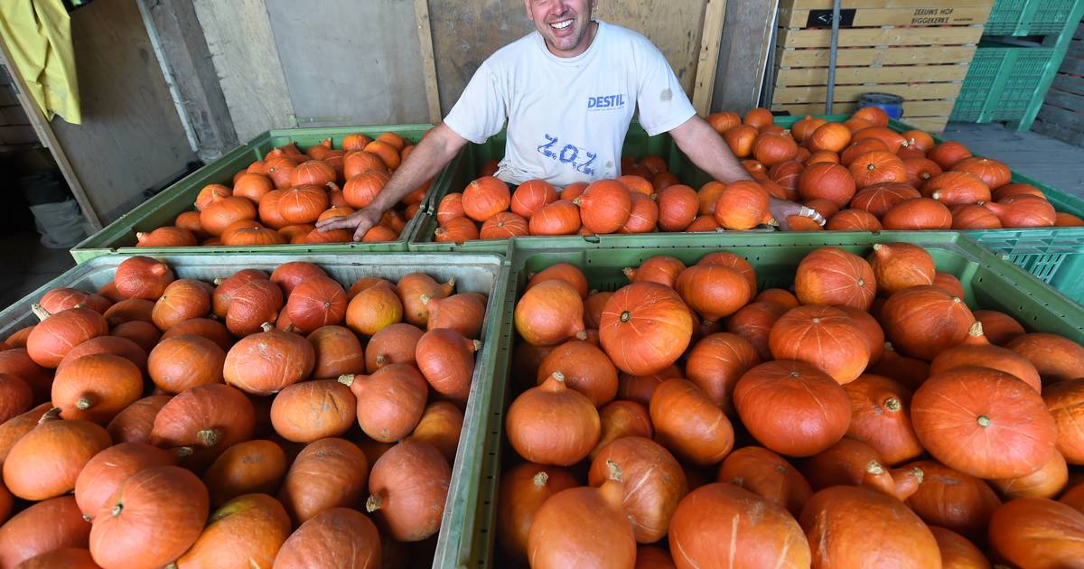 Bioboer in Biggekerke heeft zes ton prima pompoenen, maar de supermarkten willen ze niet