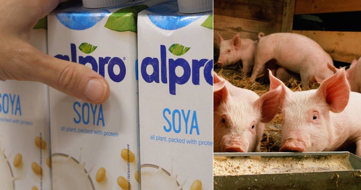 Печальная правда: Alpro и Oatly, производители напитков на растительной основе, поддерживают мясную промышленность.  Как это возможно?  |  есть