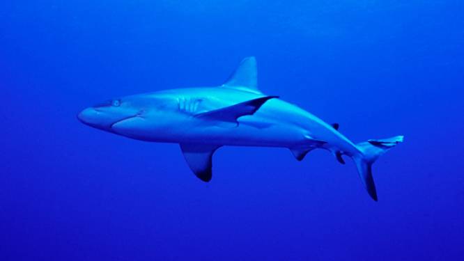 In Palau zijn haaien levend meer waard dan dood