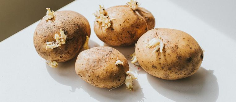 Zo (on)gezond is het om aardappelen met uitlopers te eten Beeld Getty Images