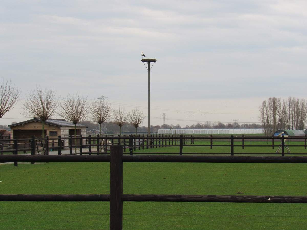 Na twee jaar weer een ooievaar op de paal in Oud Gastel Foto AD.nl