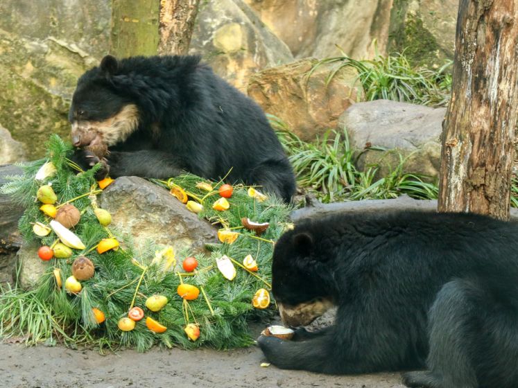 Bijzondere lekkernij voor dieren in DierenPark Amersfoort