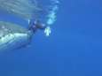 Spectaculaire beelden: bultrugwalvis redt snorkelaar van enorme tijgerhaai