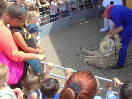 Schapen bij Stadsboederij Weizigt krijgen scheerbeurt 