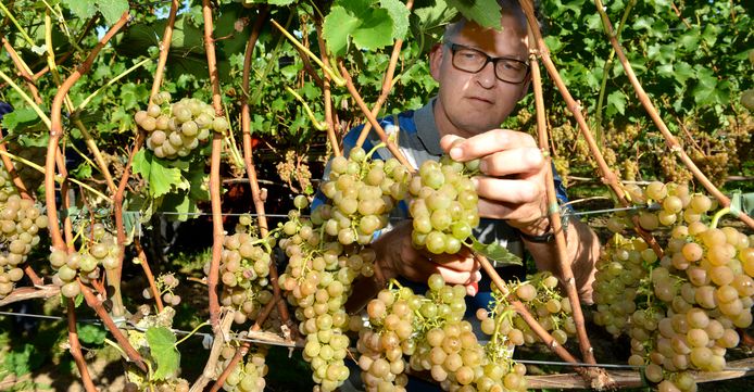 De Nederlandse wijnen gaan het steeds beter doen. De bijna  6 hectare met bijna 16000 stokken druiven worden geoogst van Betuws Wijndomein