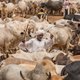 Lessen uit de Voedselzaak: bemoeizucht helpt Afrika niet