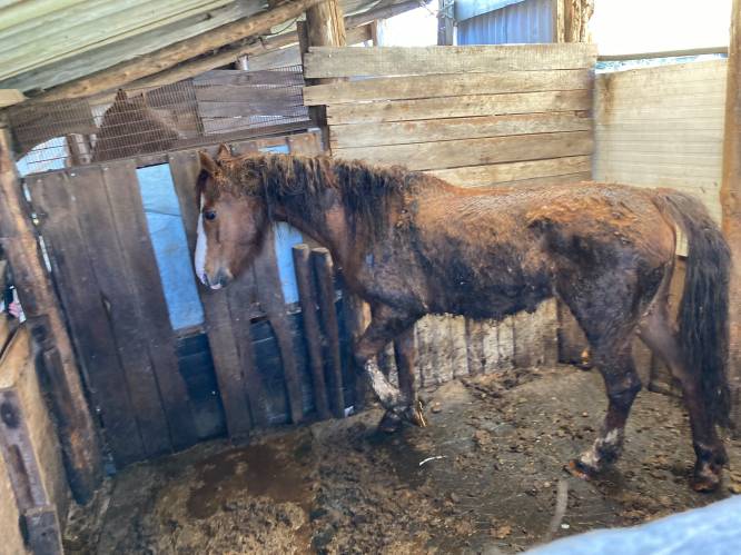 Paarden ‘van top tot teen onder de mest’ in kleine en vieze schuur bij Deurne