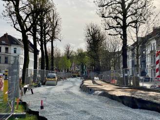 Wortels van 5 Begijnhoflaanbomen beschadigd bij werken van De Lijn. “Wormen en beluchtingskanalen moeten groei stimuleren”