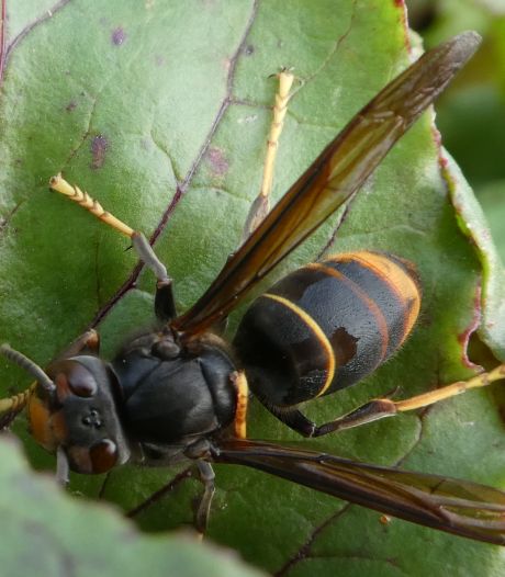 Agressieve Aziatische hoornaar laat zich niet meer uit Nederland verjagen  