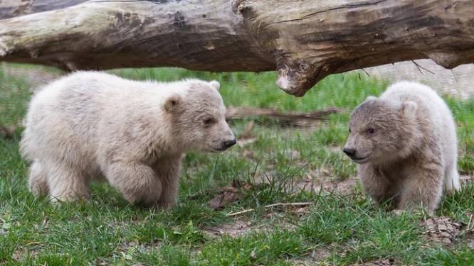 Dit filmpje van ravottende ijsbeertjes in Ouwehands Dierenpark maakt je weer vrolijk in crisistijd
